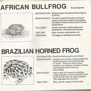 Page from The Animals of Flamingo Land, 1976