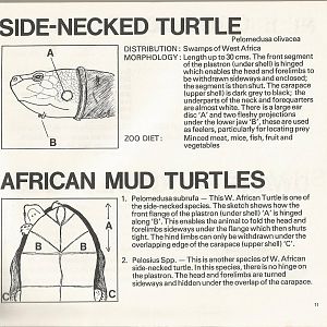 Page from The Animals of Flamingo Land, 1976