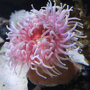Sea anemone species