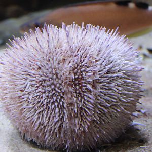 Sea urchin species