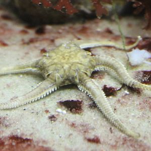 Snake starfish