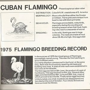 Page from The Animals of Flamingo Land, 1976