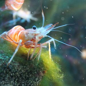 Shrimp ID