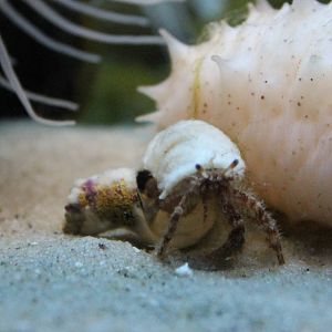 Hermit crab species