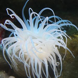 Sea anemone species