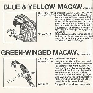 Page from The Animals of Flamingo Land, 1976