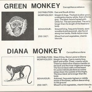 Page from The Animals of Flamingo Land, 1976