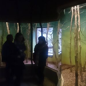 Enclosure Northern talapoin monkey