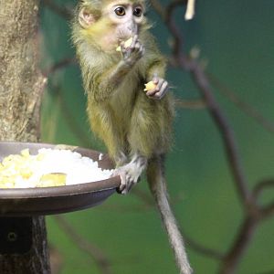 Northern talapoin monkey