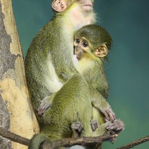 Northern talapoin monkeys