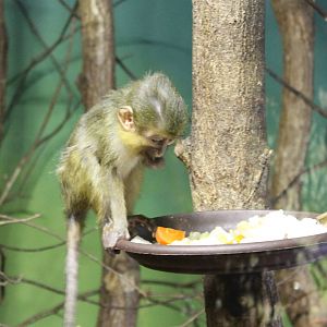 Northern talapoin monkey