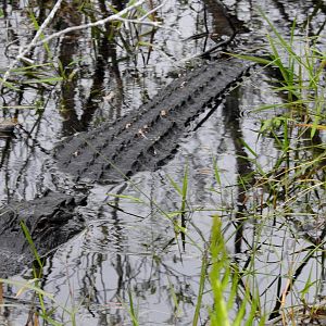 American Alligator