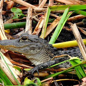 American Alligator