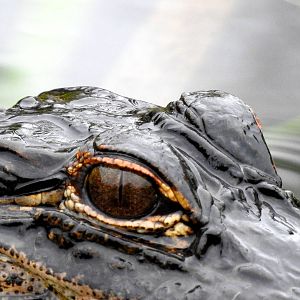 American Alligator