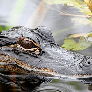 American Alligator
