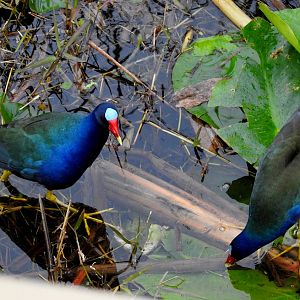Purple Gallinule