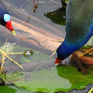 Purple Gallinule