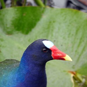 Purple Gallinule