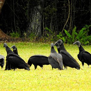 Black Vultures