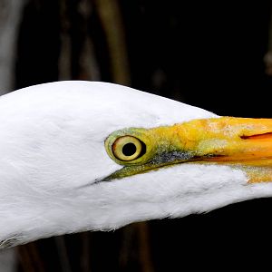 Great Egret