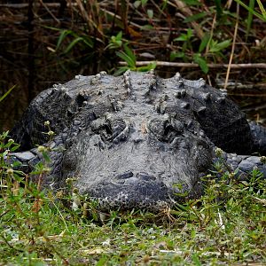 American Alligator