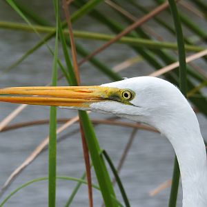 Great Egret
