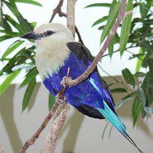Feb. 2016 - Aviary - African Grasslands - Blue-bellied Roller