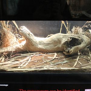 Feb. 2016 - Reptile House - Eastern Massasauga Exhibit