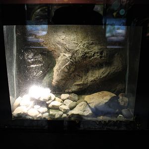 Feb. 2016 - Reptile House - Puerto Rican Crested Toad Exhibit