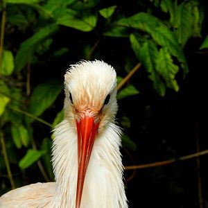 White Stork