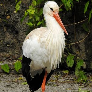White Stork