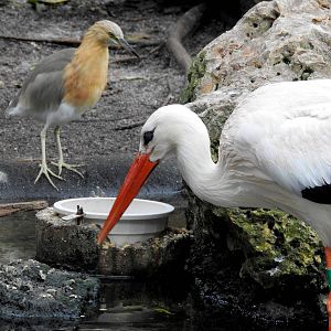 White Stork and Javan Pond Heron
