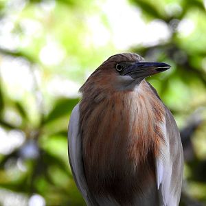Javan Pond Heron
