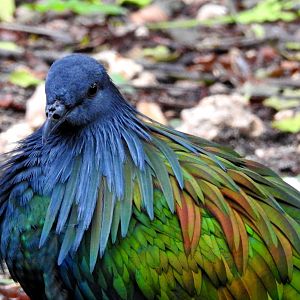 Nicobar Pigeon