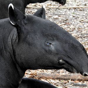 Malayan Tapir