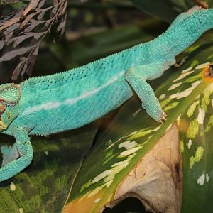 Feb. 2016 - Reptile House - Panther Chameleon
