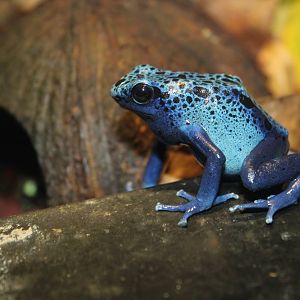 Feb. 2016 - Museum of Science - Amazing Amphibians - Blue Dart Frog