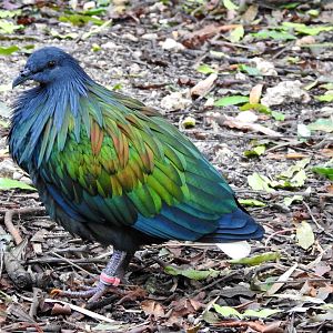 Nicobar Pigeon
