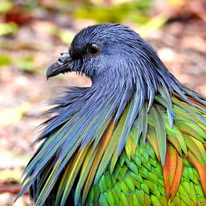 Nicobar Pigeon