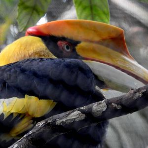 Great Indian Hornbill