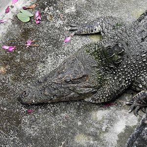 Cuban Crocodile