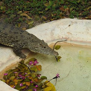 Cuban Crocodile