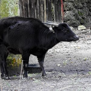 Lowland Anoa
