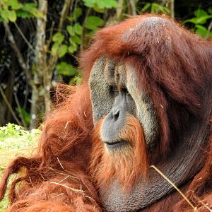 Sumatran Orangutan