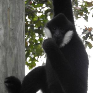 Northern White Cheeked Gibbon