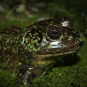 Feb. 2016 - Museum of Science - Amazing Amphibians - Bullfrog
