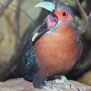 Feb. 2016 - Aviary - Chestnut-breasted Malkoha