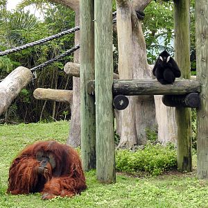 Gibbon/Orangutan Enclosure