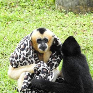 Northern White Cheeked Gibbons