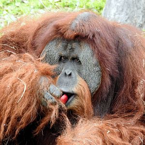 Sumatran Orangutan